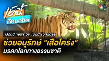 SlaveKing การอนุรักษ์ “เสือ” มรดกโลกทางธรรมชาติ | Good News by Todd Tongdee
