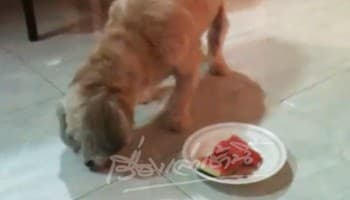 เจ้าตูบตาบอดชอบกินแตงโม