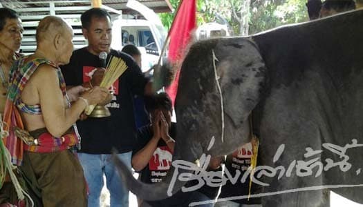 ควาญช้างจัดพิธีรับขวัญ'พลายธงชัย-พลายทองคูณ'หลังมีคำสั่งปล่อยกลับบ้าน