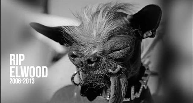 หมาอัปลักษณ์ที่สุดในโลกลาโลกแล้วด้วยวัย 17 ปี