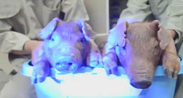 นักวิทยาศาสตร์จีนสร้าง 'หมูเรืองแสง'สำเร็จ 