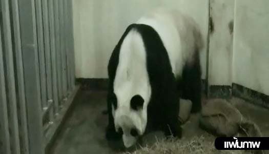 ลุ้นกันต่อ! หลินฮุ่ยฮอร์โมนคงที่ จ่ออัลตร้าซาวด์ซ้ำ