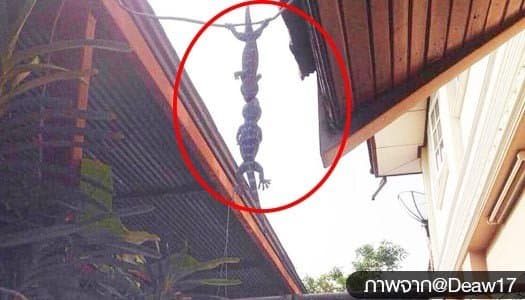 ว่อนเน็ต! ตุ๊กแกจุ๊บปาก ห้อยหัวโตงเตง หลังแผ่นดินไหวเขย่าเหนือ