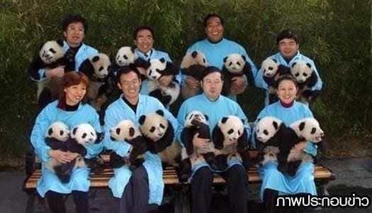 สนใจไหม! รับสมัครพี่เลี้ยงแพนด้า ได้ค่าเหนื่อยปีละล้าน 