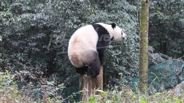 พิษการเมืองกระทบทำหลินปิงชวดกลับไทย 