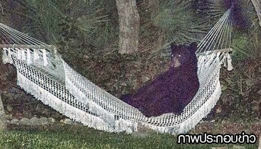 หมีดำเล่นทีเผลอ แอบนอนเปลผึ่งพุงสบายอารมณ์ 