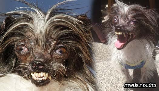 เจ้าของเป็นปลื้ม! 'พีนัท' ซิวแชมป์หมาอัปลักษณ์ที่สุดในโลก 
