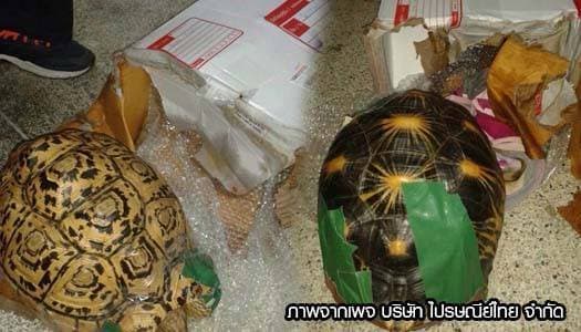 ปณท.โพสต์เฟซบุ๊คพบลูกค้าจับเต่าตัวเป็นๆใส่กล่องพัสดุส่งไปรษณีย์   