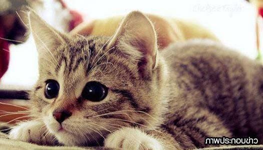 แมวเหมียวยอดกตัญญู นอนเฝ้าศพคุณป้าวัย 52 ปี