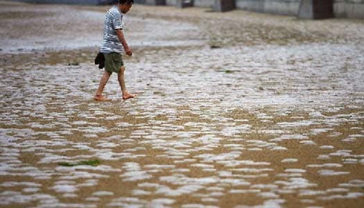 กองทัพแมงกะพรุนบุกเกยตื้นเกลื่อนชายหาดเมืองจีน