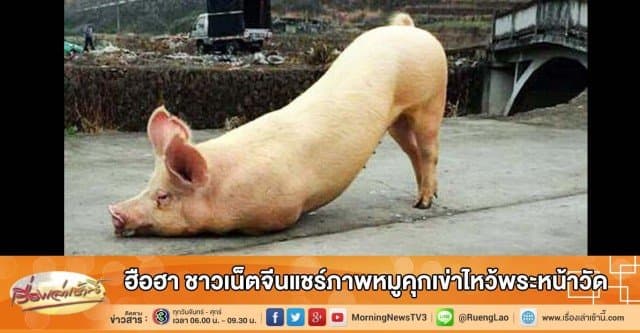 ฮือฮา ชาวเน็ตจีนแชร์ภาพหมูคุกเข่าไหว้พระหน้าวัด