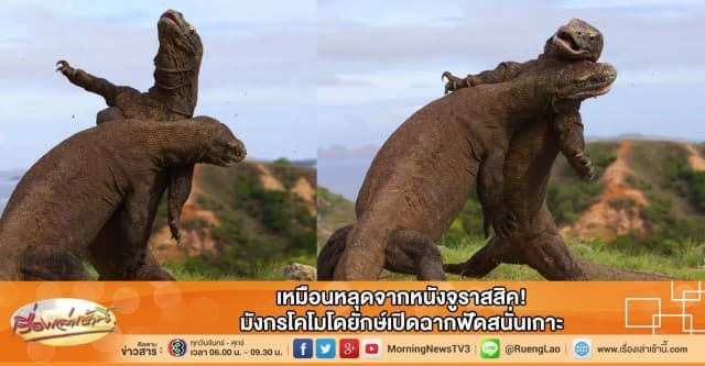 เหมือนหลุดจากหนังจูราสสิค! มังกรโคโมโดยักษ์เปิดฉากฟัดสนั่นเกาะ