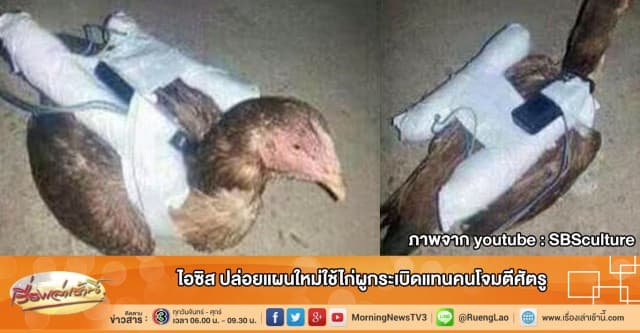 ไอซิส ปล่อยแผนใหม่ใช้ไก่ผูกระเบิดแทนคนโจมตีศัตรู  