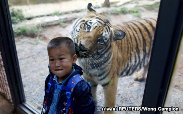 แค่กระจกกั้น! เสือตัวใหญ่จ้องเขมือบหนูน้อยชาวจีน ขณะโพสต์ท่าถ่ายรูป 