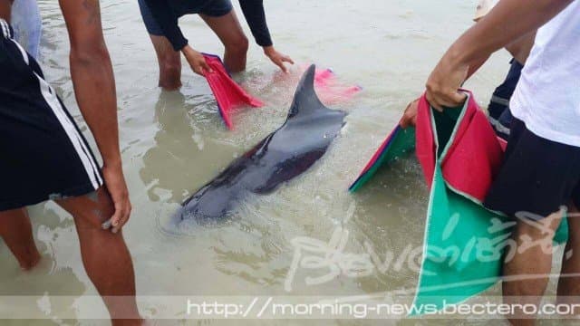 ชาวพังงาระดมกำลังช่วยชีวิตโลมาถูกคลื่นซัดเกยตื้นชายหาดแหลมปะการัง