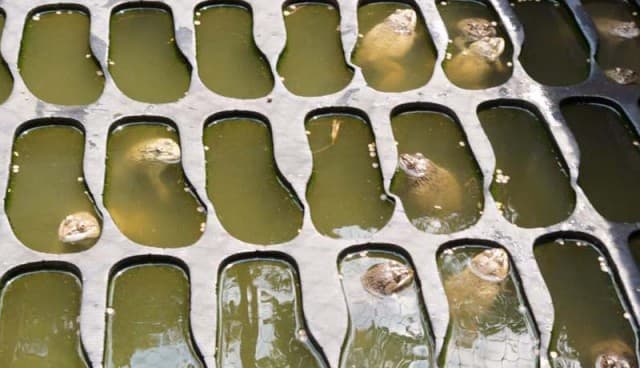 สามีภรรยา จ.ตราด เลี้ยงกบขายสร้างรายได้เดือนละแสน