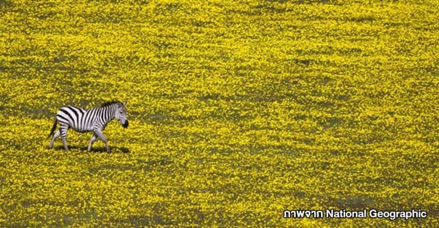 National Geographic เผย 10 ภาพท่องเที่ยวสุดตระการจากฝีมือลั่นชัตเตอร์ขั้นเทพ