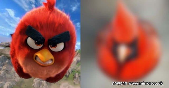 ชาวมะกันจับภาพ 'แอ็งกรี เบิร์ดส' เจ้านกขี้โมโหในชีวิตจริง