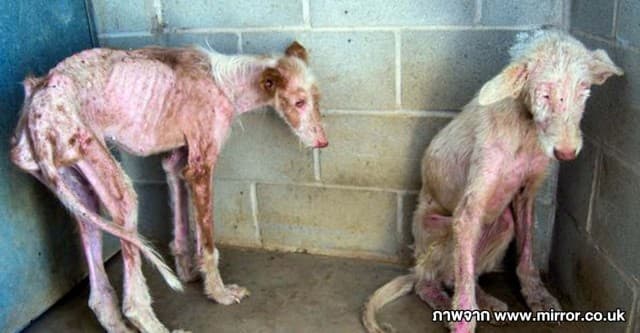 สะเทือนใจคนรักสัตว์! สุนัขผอมโซ 2 ตัวถูกโยนทิ้งออกนอกรถตู้ขณะกำลังวิ่งที่สเปน