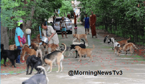 พระลูกวัด จ.พิษณุโลก  วอนชาวบ้านอย่านำหมามาปล่อย หลังเดือดร้อนหนักเลี้ยงกว่า 100 ตัว อาหารไม่พอเลี้ยง