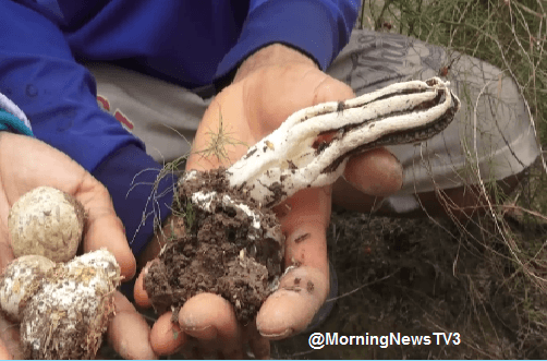 ชาวสวนหน่อไม้ฝรั่งพิษณุโลก พบเห็ดปลาหมึกหายากอันดับ 2 ของโลก วอนหน่วยงานเร่งกำจัดส่งกลิ่นเหม็น