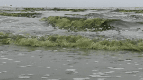 น้ำทะเลบางแสนสีเขียวมรกต หลังเกิดแพลงตอนบูม เตือนห้ามเล่นน้ำ ส่งผลกระทบต่อการท่องเที่ยว