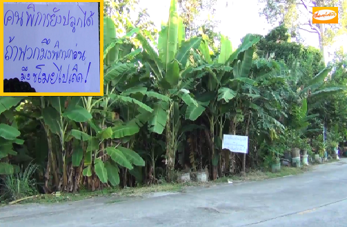 สองผัวเมียพิการสุดทน  หลังถูกโจรลักตัดกล้วยไปเรียบ ติดป้ายบอก "ถ้าพิการกว่าก็เอาไปเถอะ"