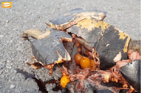 แม่เต่าดำหนีน้ำท่วม ข้ามถนนถูกรถทับตาย พบมีไข่เต็มท้อง