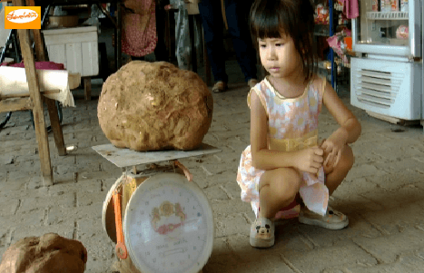 ชาวสวนเชียงใหม่ พบมันเทศยักษ์ขนาดเท่าลูกบาสเก็ตบอล