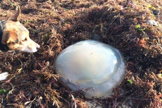 พบก้อนน้ำมันปาล์มโผล่ชายหาดอังกฤษ เตือนหากสุนัขกินเข้าไปอาจถึงตายได้