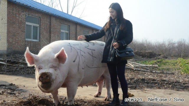 เผยโฉม 'ราชาหมูแห่งเหอหนาน' ครองตำแหน่งด้วยน้ำหนัก 750 กิโลกรัม