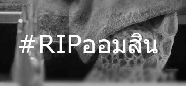 ทีมสัตวแพทย์สุดเศร้า เต่าออมสินตายแล้วเมื่อ 10 โมงที่ผ่านมา