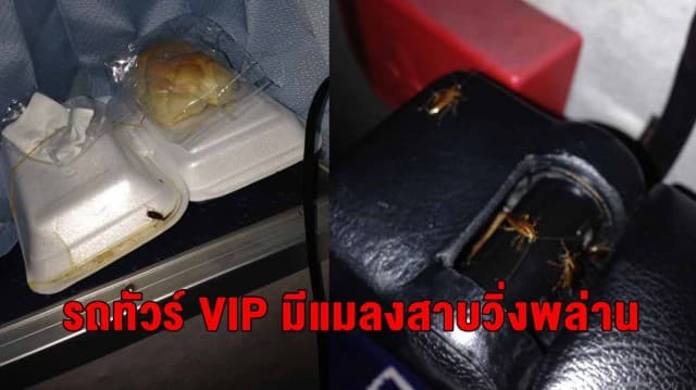 แชร์ว่อน รถทัวร์ VIP มีแมลงสาบวิ่งพล่าน วอนหน่วยงานที่เกี่ยวข้องตรวจสอบ