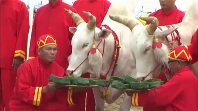 พืชมงคลปี 60 พระโคเสี่ยงทายกินข้าว-ข้าวโพด-หญ้า พยากรณ์น้ำพอดี ข้าวกล้าได้ผลบริบูรณ์