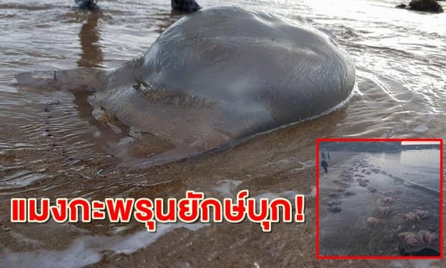 ชวนขนลุก! กองทัพแมงกะพรุนยักษ์นับพันเกยตื้นเกลื่อนชายหาดอังกฤษ