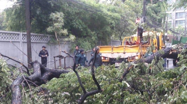 ต้นไม้ขนาดสามคนโอบหักโค่นในซ.สุขุมวิท 53 เคราะห์ดีไร้คนเจ็บ