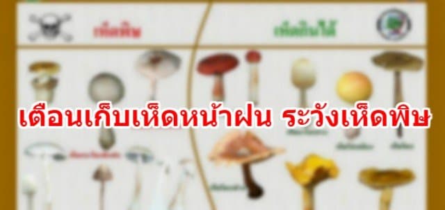 สาธารณสุขเชียงใหม่เตือน เก็บเห็ดหน้าฝนกิน ระวังเห็ดมีพิษ เผยพบผู้ป่วยจากพิษเห็ดแล้ว 2 ราย