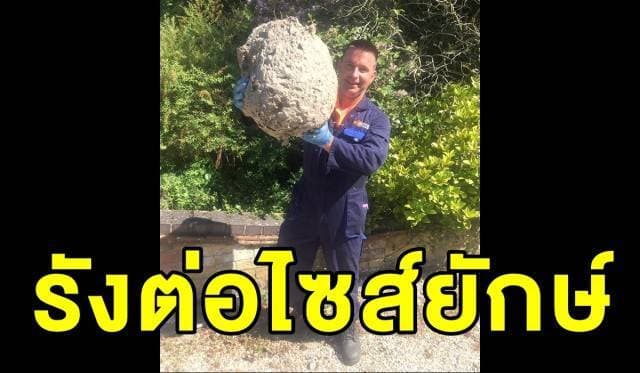 มันใหญ่มาก! กองทัพ 'ตัวต่อ' ยึดห้องใต้หลังคาทำรังขนาดมหึมานานกว่า 10 ปี