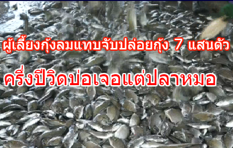 ผู้เลี้ยงกุ้งอัมพวาลมแทบจับ ปล่อยกุ้ง 7 แสนตัว ครึ่งปีวิดบ่อกลับได้ปลาหมอ 5 ตัน ขายได้ไม่คุ้มทุน