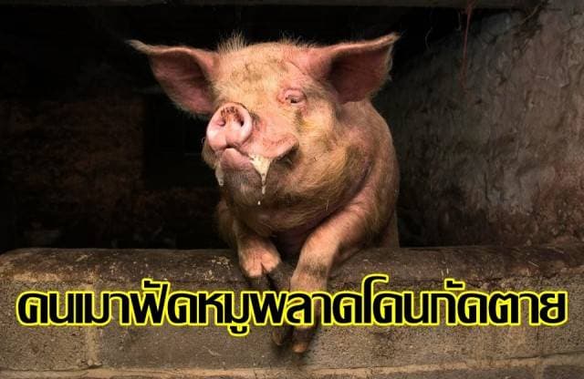 ชายเม็กซิโกวัย60เมาฟัดหมู พลาดถูกกัดอัณฑะ-นิ้วขาดดับ เหตุแผลติดเชื้อรุนแรง