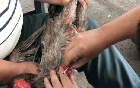 ตำรวจเชียงใหม่ รวบชายวัย 29 หลังส่งยาบ้าโดยการยัดคอไก่ชน ส่งปลายทางภาคอีสาน