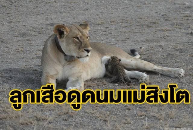 ภาพน่าเหลือเชื่อ ‘แม่สิงโต’ ยอมให้ ‘ลูกเสือดาว’ ดูดนม ผู้เชี่ยวชาญชี้ปรากฏการณ์ผิดธรรมชาติ