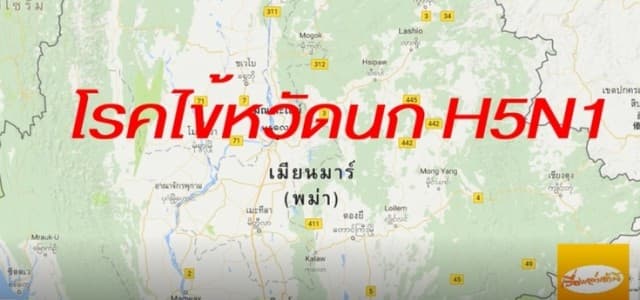 เมียนมาเจอสองเด้ง! หวัดหมูH1N1 ยังไม่คลาย หวัดนก H5N1 โผล่อีก