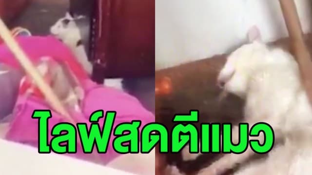 (คลิป) ชาวเน็ตรุมจวกยับ! หนุ่มมะกันไลฟ์สดทารุณแมวแบบไร้ปราณี ก่อนโยนทิ้งถังขยะ