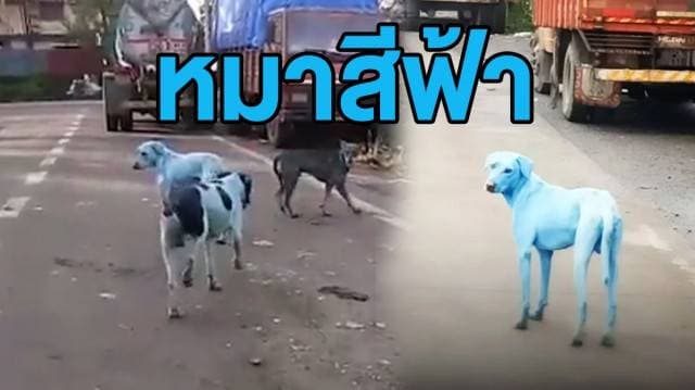 (คลิป) สุนัขอินเดียถูกย้อมขนเป็นสีฟ้า หลังลงเล่นน้ำที่มีปัญหามลพิษสูง