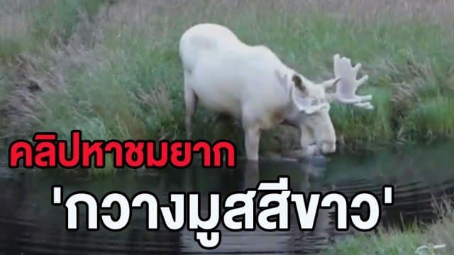 (คลิป) ช่างภาพเผยคลิป 'กวางมูสสีขาว' หลังออกตามหาจนพบในสวีเดน