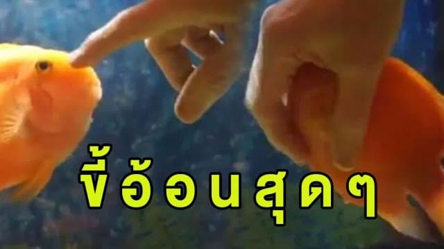 (คลิป) เคยเห็นไหม? ลูกอ้อนของ 'ปลาน้อย' ทำเอาชาวเน็ตตกหลุมรัก