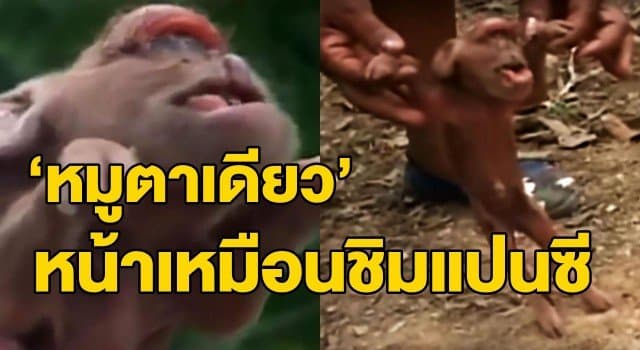 ชวนฉงน? พบลูกหมูพิการมี ‘ตา’ ข้างเดียวผุดกลางหน้าผาก ‘หน้า-หู’ เหมือนลิงชิมแปนซี