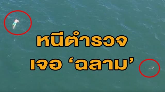 (คลิป) ไม่รอด! ชายสหรัฐฯ กระโดดน้ำหนีตำรวจ ว่ายวน 3 ชม. หวิดถูก 'ฉลาม' กิน 