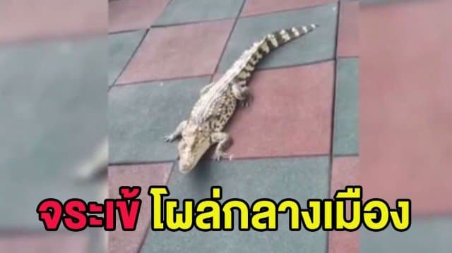 (คลิป) เพื่อบ้านผวา! 'จระเข้' หลุดจากอพาร์ทเม้นในเมืองจีน ออกเดินเล่นบททางเท้าร่วมกับมนุษย์